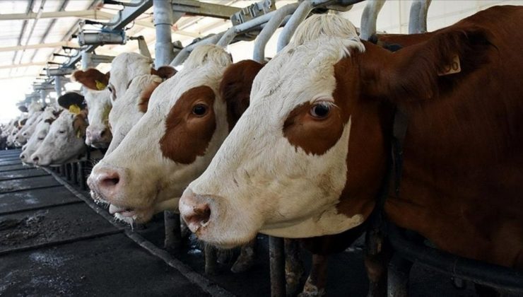 Et ve Süt Kurumu besi çiftliği kuracak