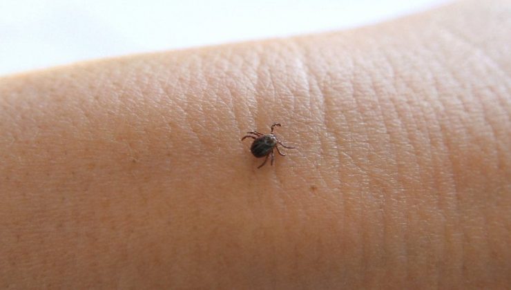İngiltere’de kenelerden bulaşan ensefalit hastalığı görüldü