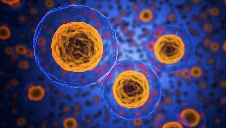 Kanserli hücrelerle savaşan mikro robotlar yolda