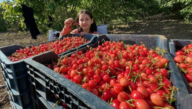 Manisa’da dönemin birinci kirazı kilogramı 800 liradan satıldı