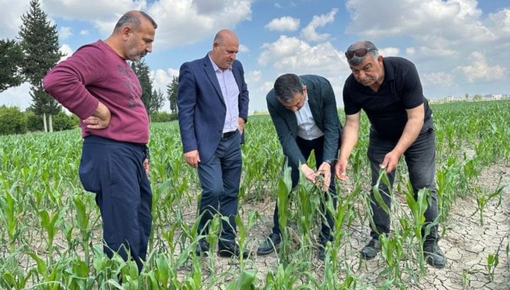 Narenciyeyi dolu vurdu, üretici kaygılı