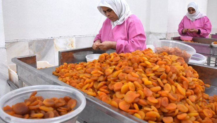 Zelzele Malatya’da kayısıyı vurdu