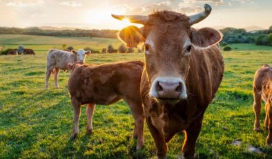 2022’de çiğ süt üretimi azaldı, kırmızı et üretimi arttı