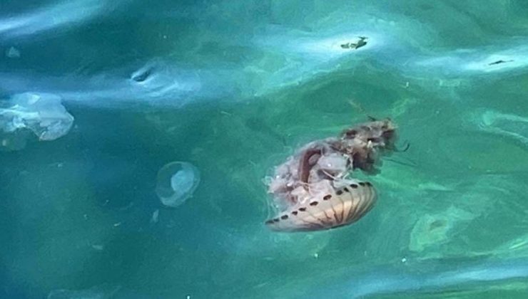 Boğaz’da zehirli tehlike: Katiyen uzak durun