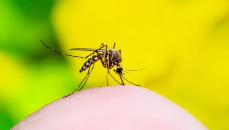 Onlara çekiliyorlar: Sivrisineklerin neden makul insanları ısırdıkları ortaya çıktı