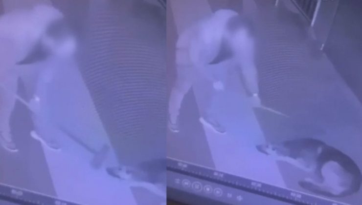 Rize’de sahipsiz köpeğe işkence! Gözaltına alındı