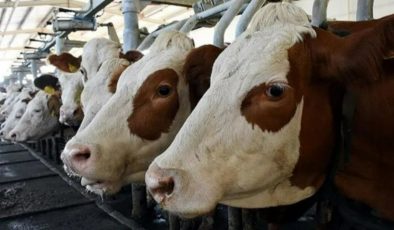 Toplanan süt ölçüsü arttı, beyaz et üretimi azaldı