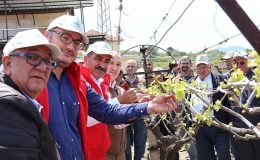 Türk üzümü dünya sofralarına kalıntısız ulaşıyor