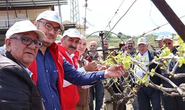 Türk üzümü dünya sofralarına kalıntısız ulaşıyor