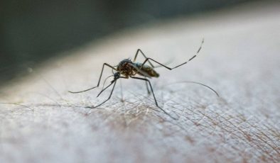AB’den sivrisinek uyarısı… Hastalıklar artabilir