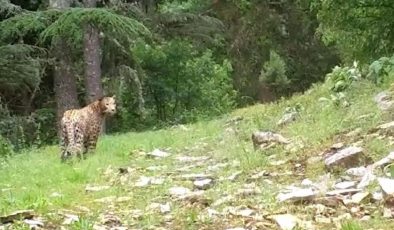 Anadolu leoparı tekrar görüntülendi