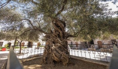 Anıt ağaç sayısı artıyor, en yaşlısı 4 bin 117 yaşında…