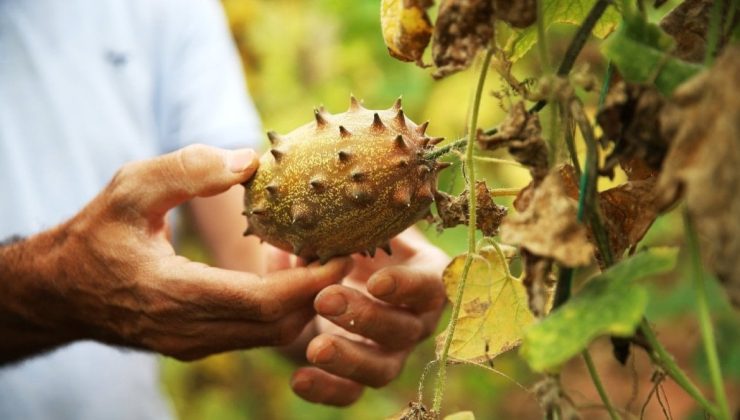 Arkadaşından fidanını aldı, şimdi tanesini 30 liraya satıyor