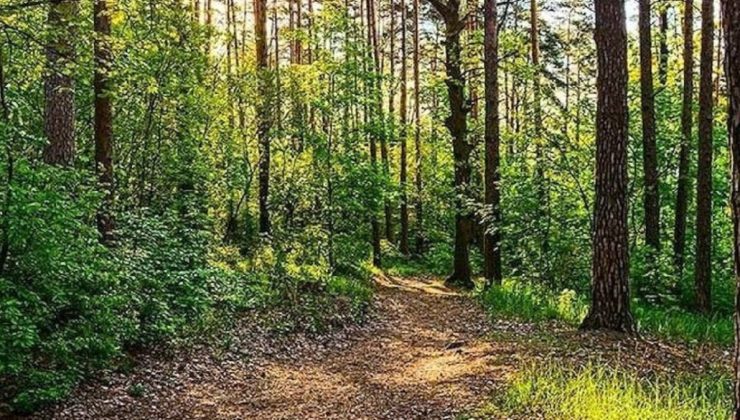 Aydın’da ormanlara giriş yasağı kararı