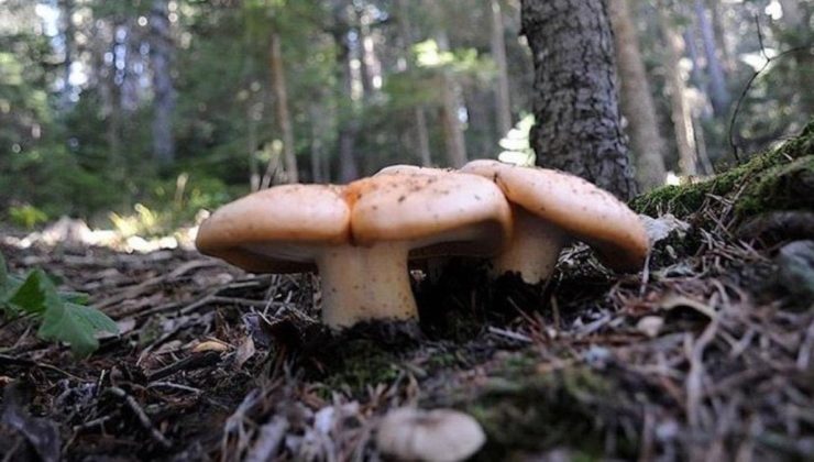 Çorum’da 21 kişi mantardan zehirlendi