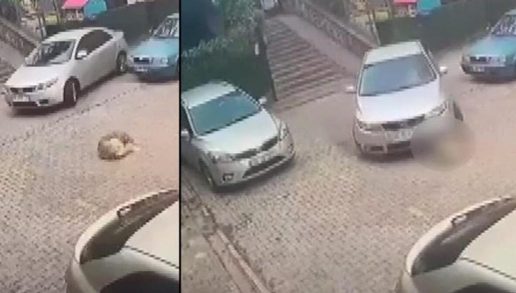 Göz göre göre ezdi, serbest bırakıldı