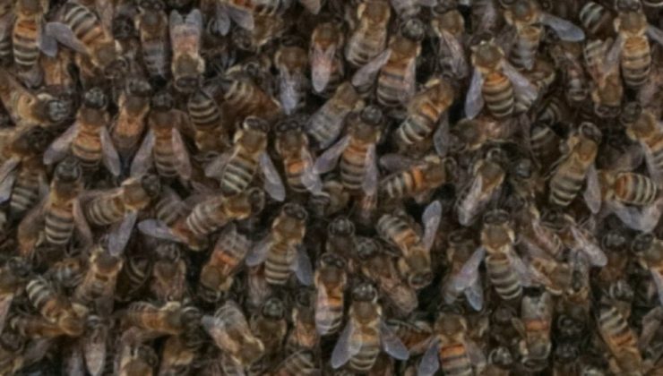 İstanbul’da arı kâbusu: Vatandaşlar tedirgin