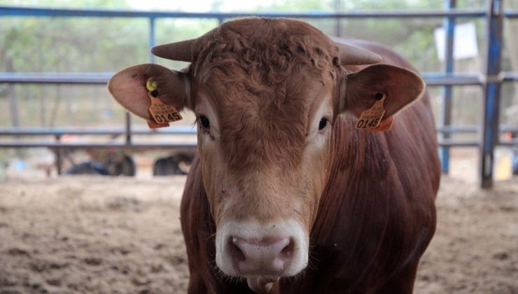 Kurbanlık hayvanlar için ‘antibiyotik’ uyarısı