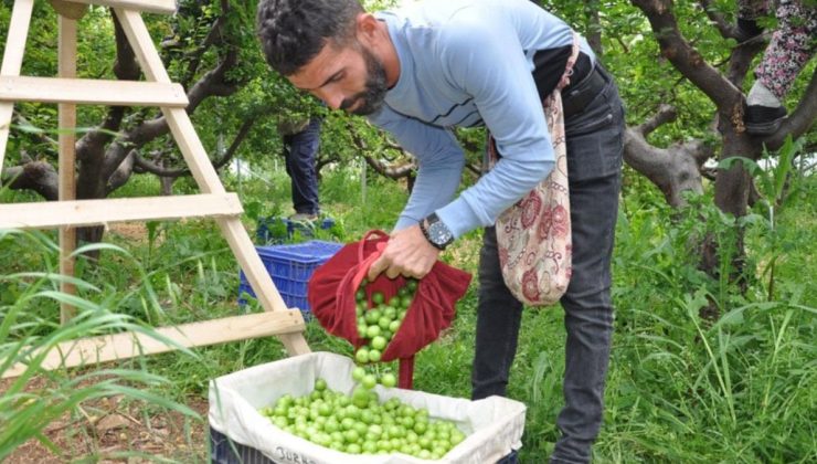 Meyvede tehlike sinyalleri var