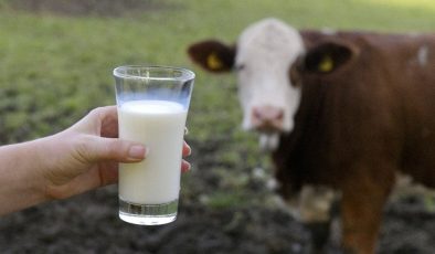 Süt üretiminin devamlılığı için ‘tedbir ve destek’ uyarısı