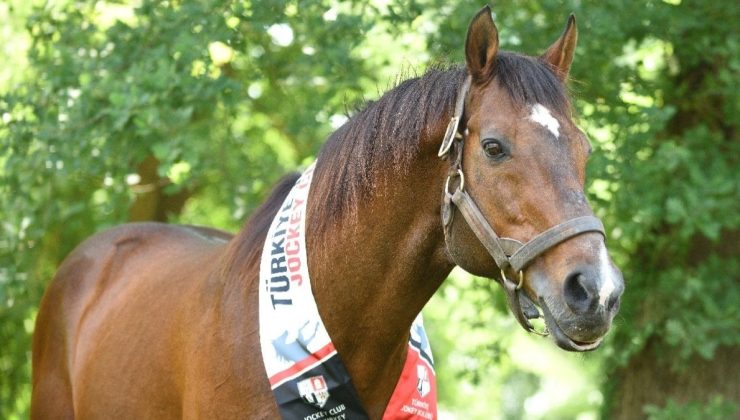 TJK’nın 28 yaşındaki efsane aygırı Victory Gallop, Türk yarışçılığına hizmetini sürdürüyor