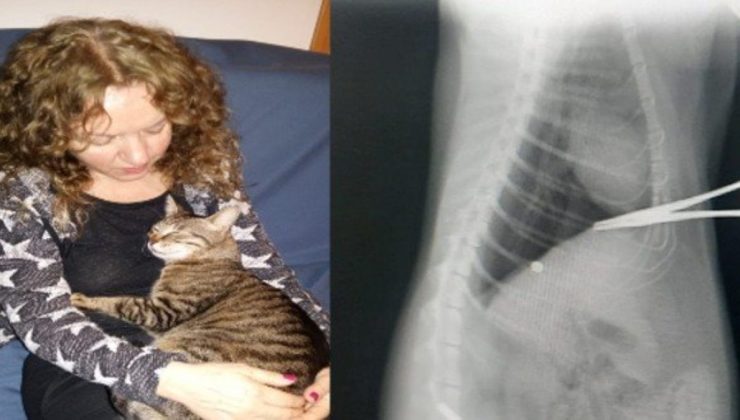 Turistik ilçe kedi katilinin peşinde