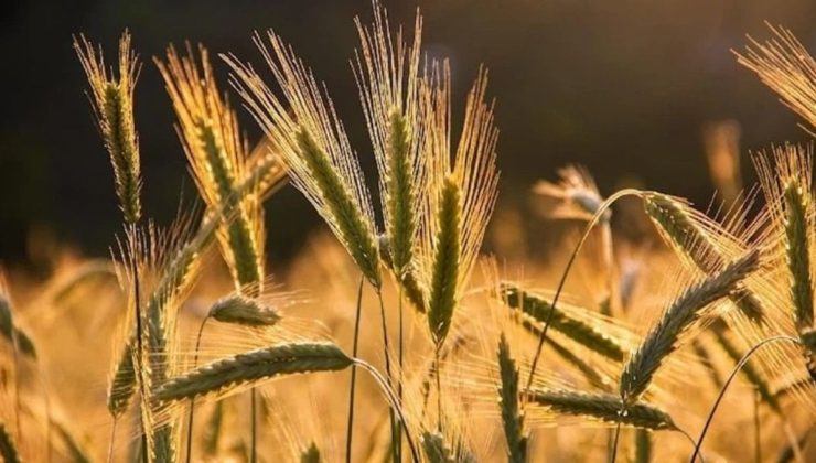 Ukrayna’da baraj vuruldu, buğday fiyatları yükseldi