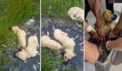 Zifte yapışan yavru köpekler kurtarıldı