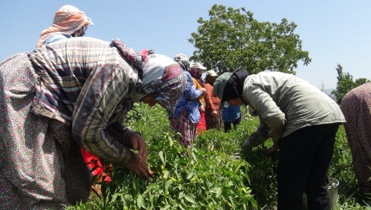 44 derecede ölümüne çalışma: Ekmek 7 lira, gözüme uyku girmiyor