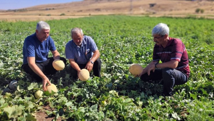 AKP’li belediyenin kavunları kelek çıktı