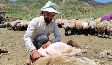 Anadolu’da Afganlardan sonra İranlı çoban dönemi