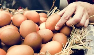 Bakanlıktan ‘yumurta’ soruşturması