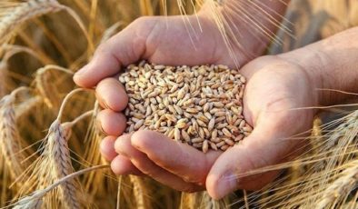 Buğday fiyatları beş ayın zirvesine yükseldi