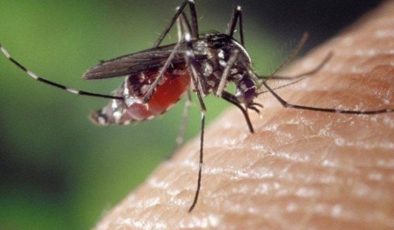 ‘İstilacı sivrisinek’ uyarısı: Enfeksiyon hastalıkları artabilir