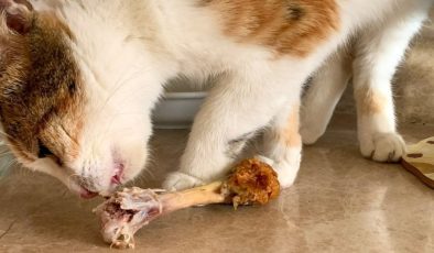 Kedi sahiplerine çağrı: Çiğ tavuk vermeyin