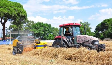 Öğrencileri için tek başına buğday ekip, hasat yapıyor