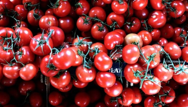Rusya, Türkiye’den domates ithalat kotasını artırdı
