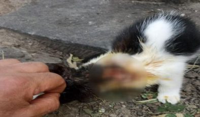 Şoke eden iddia: 1 ayda 9 kedi asitle yakıldı