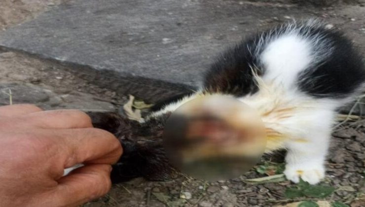 Şoke eden iddia: 1 ayda 9 kedi asitle yakıldı