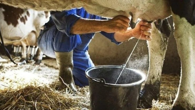 Süt üretimi mayısta yüzde 11 azaldı