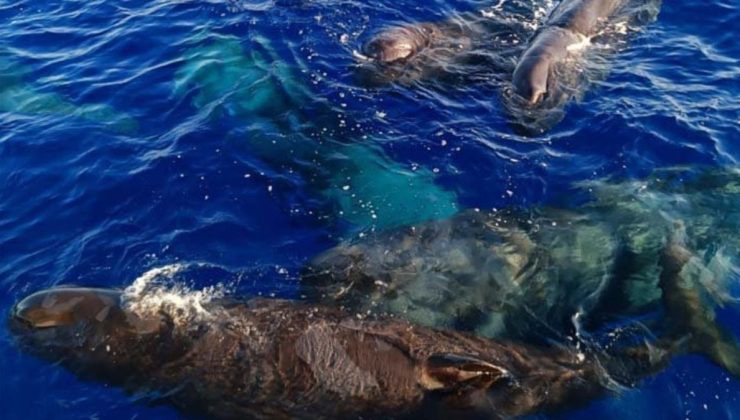 Türkiye’de balinalar görüntülendi: Boyu 20 metre, ağırlıkları 57 ton
