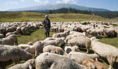 TZOB: Yabancı uyruklu çobanların maaşı 20 bin liraya yükseldi