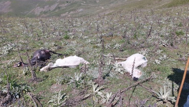 Yayladaki fırtınada 98 koyun soğuktan öldü
