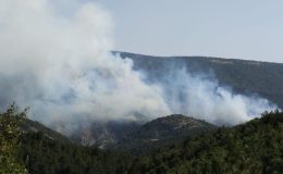 Bilecik’te orman yangını