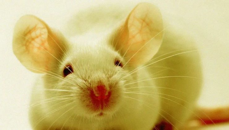 Bilim insanlarından yeni keşif: Farelerdeki işitme kaybı tedavi edildi