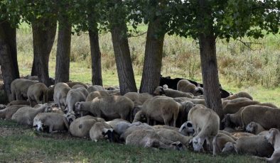 Edirne’de köylere inen kurtlar koyunlara saldırdı