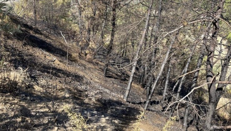Hatay’da orman yangını kontrol altına alındı, 4 kişi yakalandı