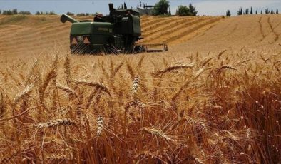 Hindistan enflasyonu düşürmek için Rusya’dan ucuz buğday ithal edecek