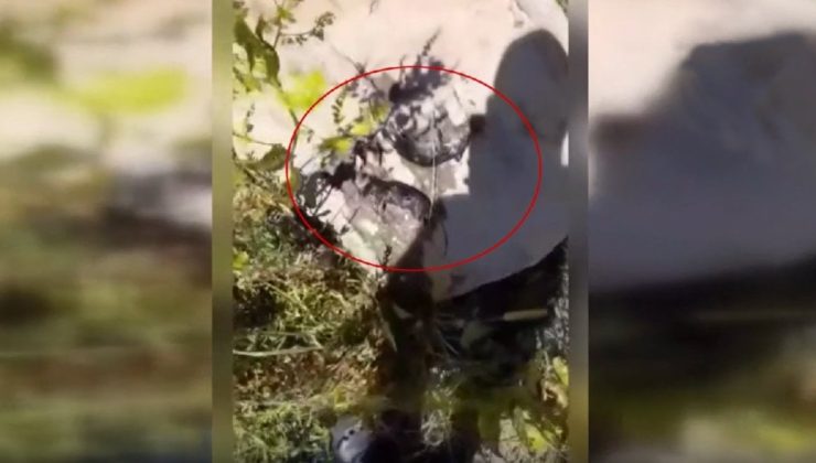 İçme suyu deposundan mide bulandıran görüntü
