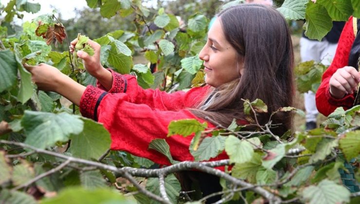 Karadeniz’de fındık hasadı başladı